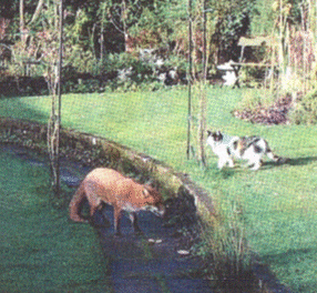 Friendly foes: A fox and a cat in a reader's garden