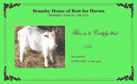 Bransby Adoption Certificate : Capricorn : He is 'top goat',despite being the youngest.He has enjoyed a cosy winter with his friends that have also included a couple of resident Shetland ponies,whom he has taken under his wing.