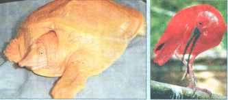 Shell shocked:The soft-shelled turtle discovered in Yangzhou,China,and a scarlet ibis in Augsburg Zoo in Germany