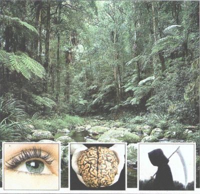 Nature's golden greats:Australian rainforest shows off the work of photosynthesis,one of nature's best inventions - which also include (inset) the eye,the brain...and death