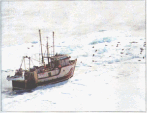 Hunt: A sealing boat approaches a group of harp seals
