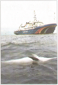 Watery grave: The corpse of a dolphin is found in the English Channel by Greenpeace.The environmentalist group has been monitoring a fleet of French trawlers in the Channel and is campaigning over the high number of dolphin deaths linked with the fishing industry [Metro Mar 9,2005]