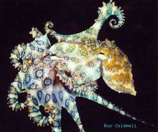 Notice the similarity between an octopus and Fractals - click to see