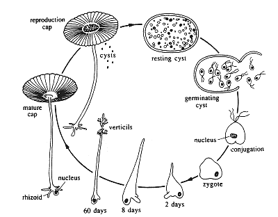 Life cycle of Acetabularia