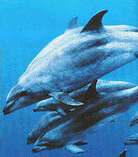 Dolphins in the wild:Bullies? Surely not.