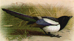 Probably does maths as well:The Magpie